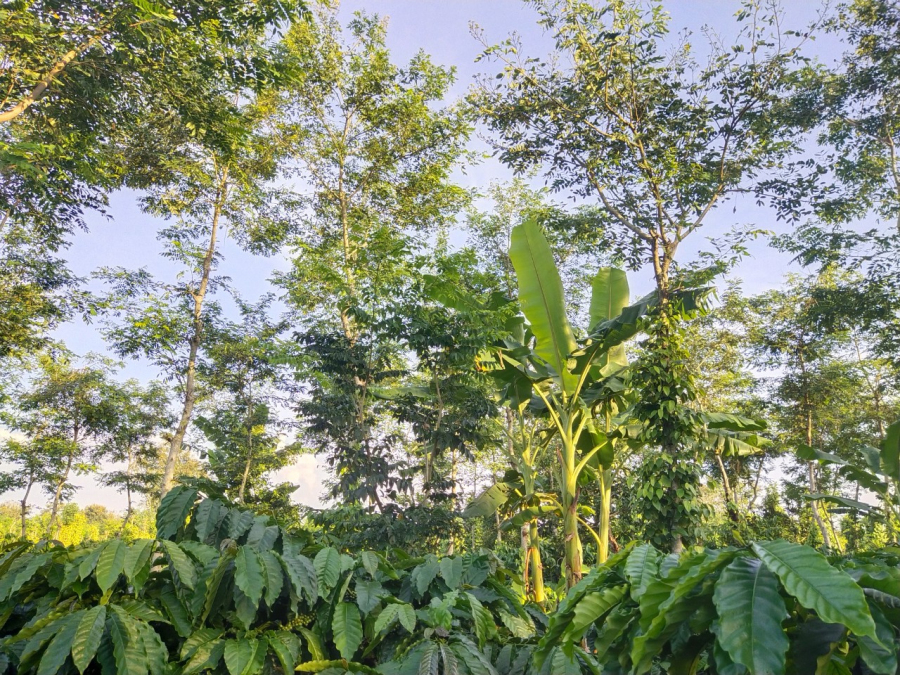 Cây muồng đen - Cây trồng đồng hành cùng cây phê