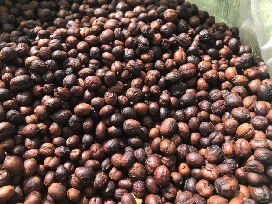 Phương pháp sơ chế cà phê Robusta mà nông trại Xì Phố áp dụng