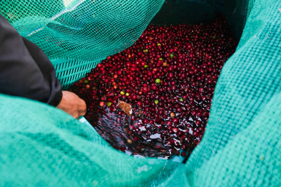 “Nốt trầm” mùa thu hái - sơ chế, ảnh hưởng đến chất lượng cà phê canh tác tự nhiên