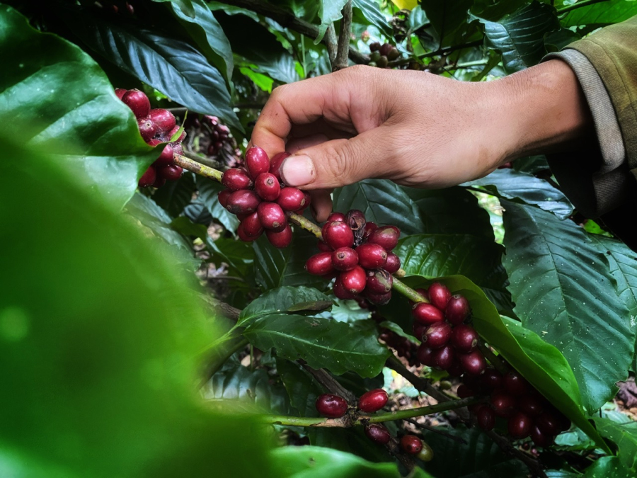 Sản xuất cà phê đặc sản cần trải qua bao nhiêu lần chọn lọc hạt?
