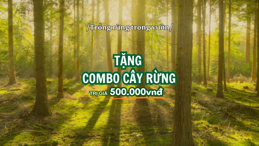 [Sự kiện] Tặng cây rừng - Trồng rừng trong vườn 