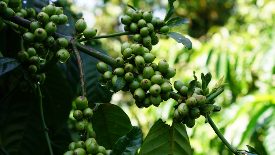 Giữ lại hồn giống Robusta sẻ – Gửi trao hương vị thuần túy