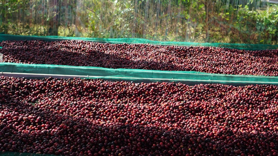 Câu chuyện của những quả cà phê hái chín