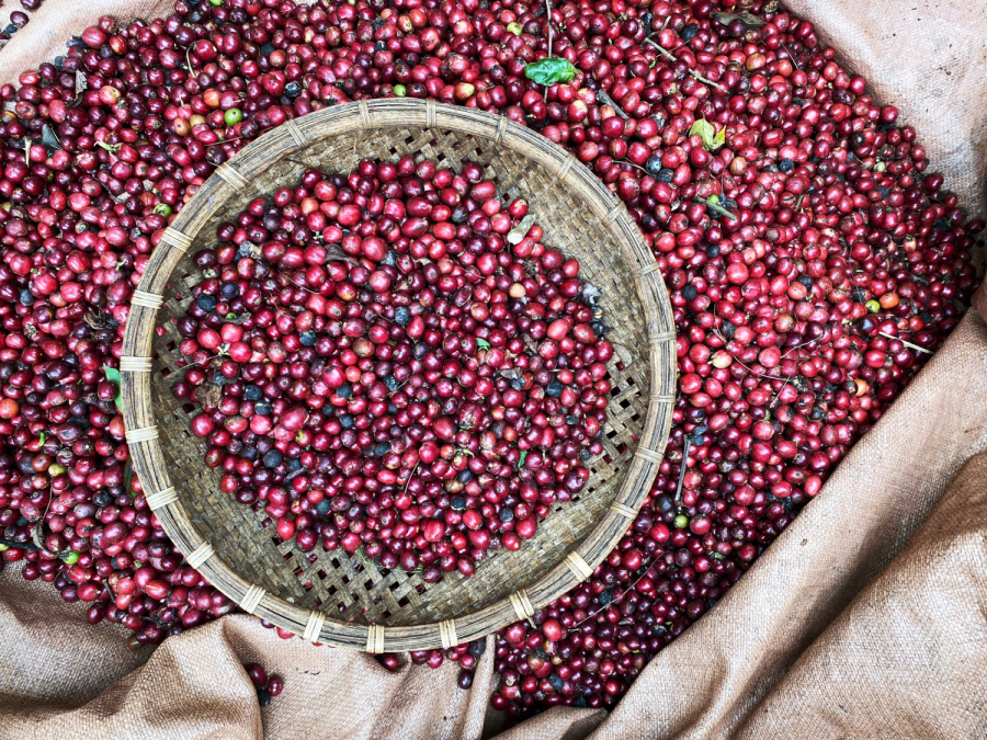 Một ngày ở nông trại mùa cà phê chín