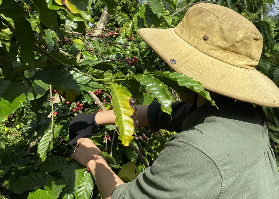 Thu hoạch cà phê đặc sản – công việc của sự kiên nhẫn