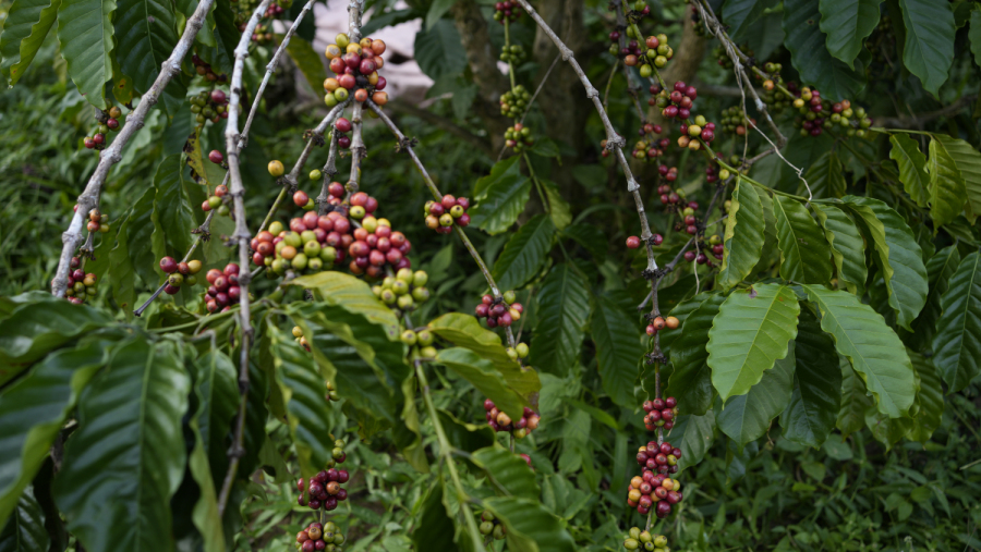 Khi quả cà phê rời cành, hành trình hương vị sang một bước ngoặt mới