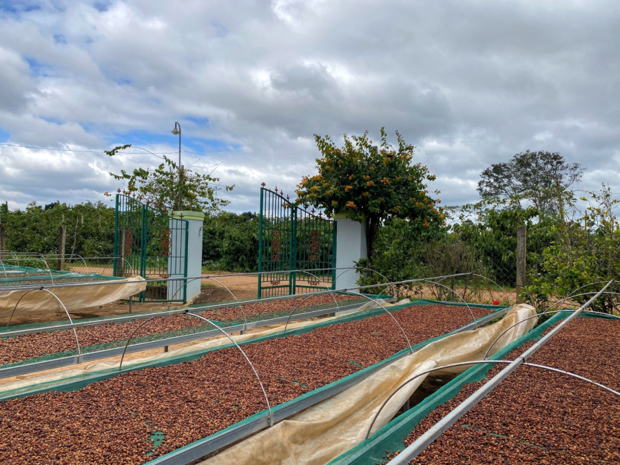 Sân phơi - nơi nắng và gió trò chuyện với hạt cà phê