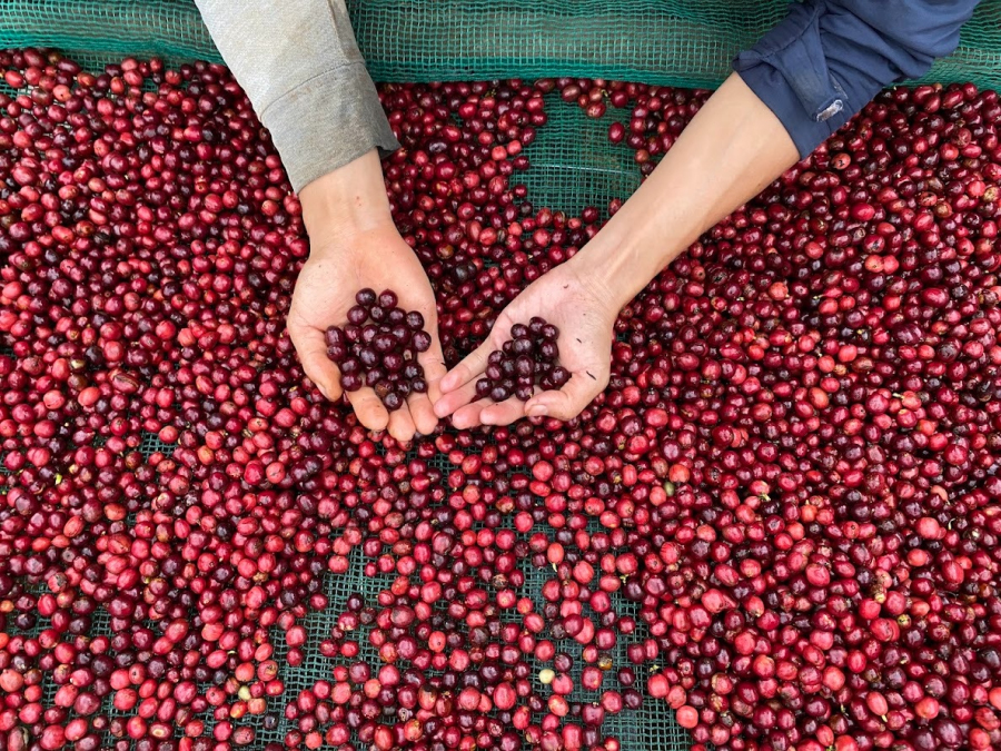 Khứu giác dẫn đường đi qua những ngày sơ chế cà phê