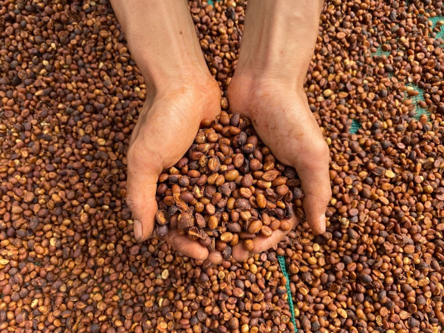 Sơ chế mật ong từ nông trại Xì Phố Cafe