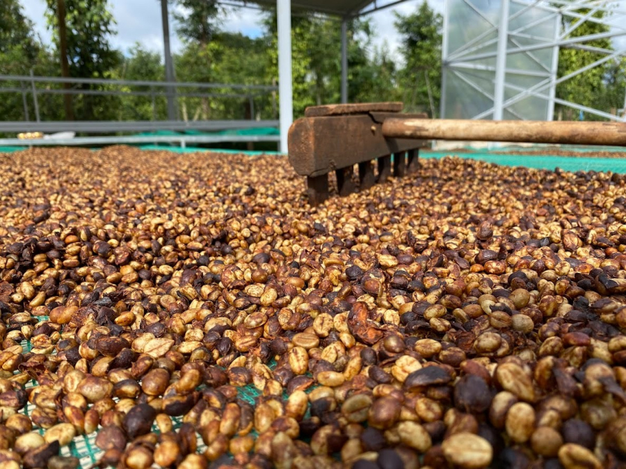 Lỗi nhỏ, mùi lạ – bài học khi sơ chế cà phê