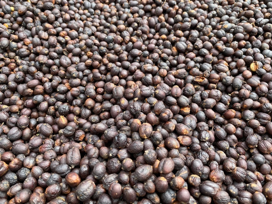 Hành trình sơ chế natural - Bí mật vẹn nguyên của hạt cà phê