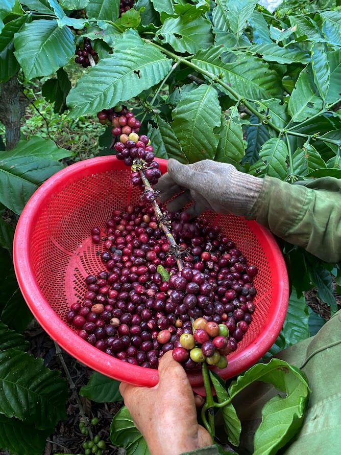 Những bàn tay cần mẫn chăm cà phê - từ vườn trồng đến ly thức uống đượm hương