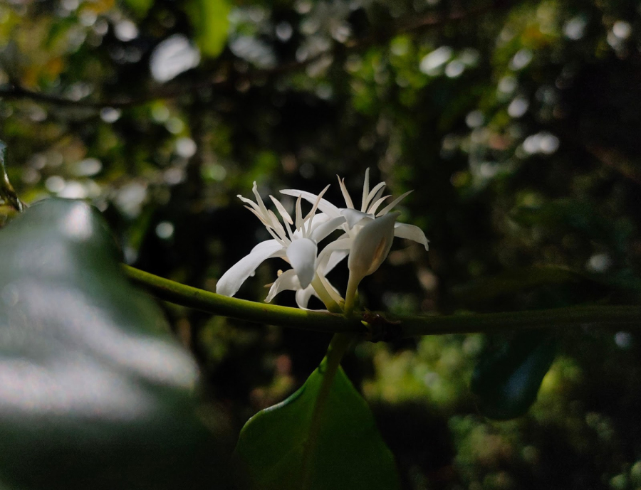 Mùa hoa cà phê nở - bản tin đầu mùa của núi đồi